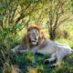 Safari adventure of a lifetime in Maasai Mara, Kenya