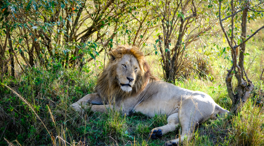 Safari adventure of a lifetime in Maasai Mara, Kenya