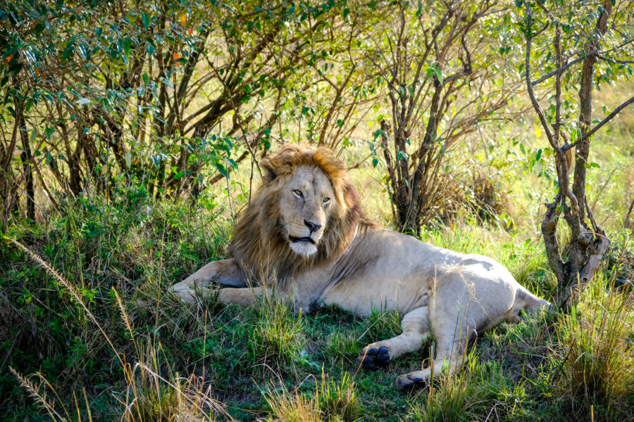 Safari adventure of a lifetime in Maasai Mara, Kenya